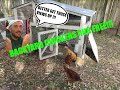 Introducing new backyard chickens