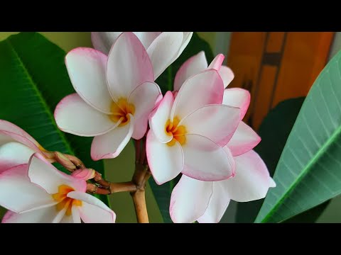 Video: Plumeria parvarishi: Plumeriyani qanday etishtirish kerak