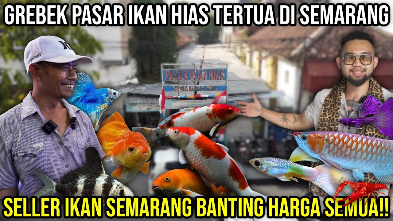 GREBEK PASAR IKAN HIAS TERTUA DI SEMARANG SELLER IKAN BANTING HARGA SEMUA!! PASAR IKAN HIAS SEMARANG
