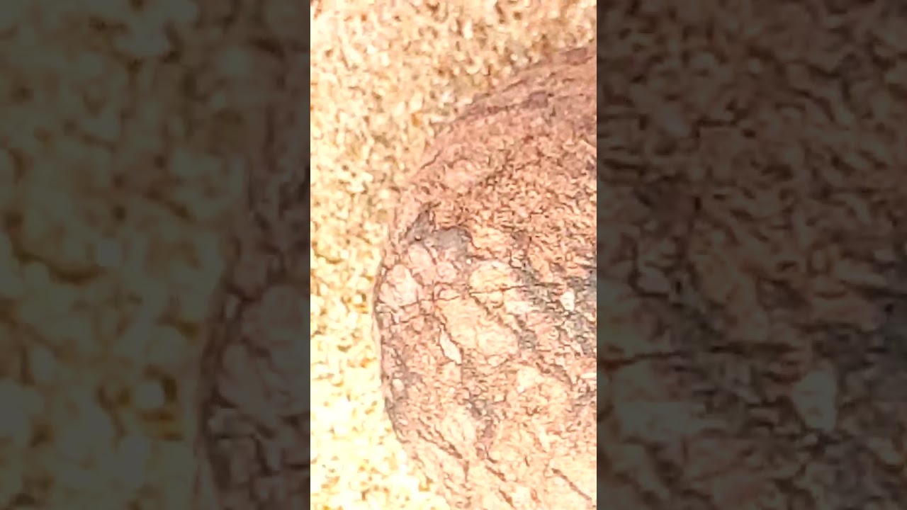 Discover the charming sea urchins