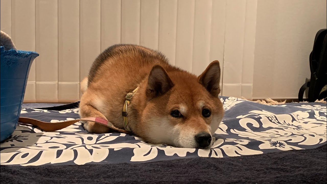 可愛い 犬が可愛い動画 ネタ切れ Youtube