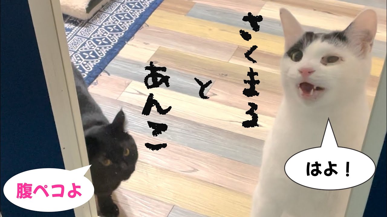 謎の黒猫グッズ／最近のさくまる＆あんこ／クロネコヤマトのトラック