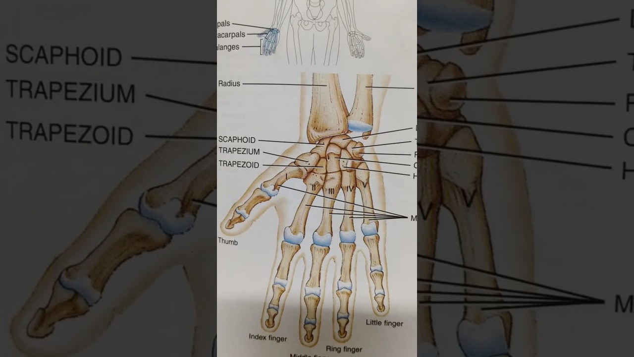 Right wrist and in relation to the 