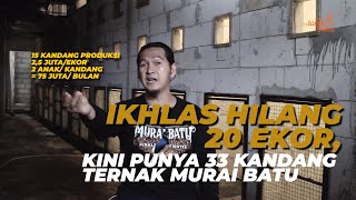 Successful Murai Batu Breeding with the Candy Wrapper Theory