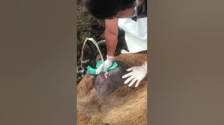 Open surgery of Hydrocele in Jersey cattle