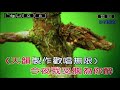 今夜又擱為你醉 楊靜 女調 純練唱音樂 音圓曲號 44599 今夜又擱為你醉 楊靜 女調 純練唱音樂 音圓曲號 44599