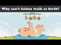 Why can't babies walk at birth? + more videos | #aumsum #kids #science #education #children