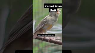 Kenari isian ciblek dan lovebird #kenari #kenarigacor #kenarimania #kicaumania #kenariisian #yt #fyp