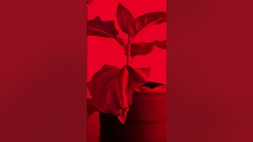 Multispectral Imaging 🔵🟢🟡🟠🔴 for Physiological Phenotyping 🌱