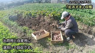 さつま芋収穫　2020年12月9日　#339