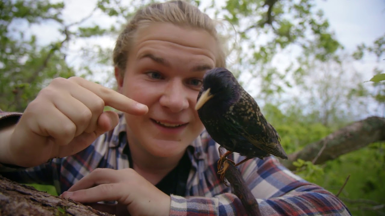 99 arter at se før du bliver voksen: STÆR