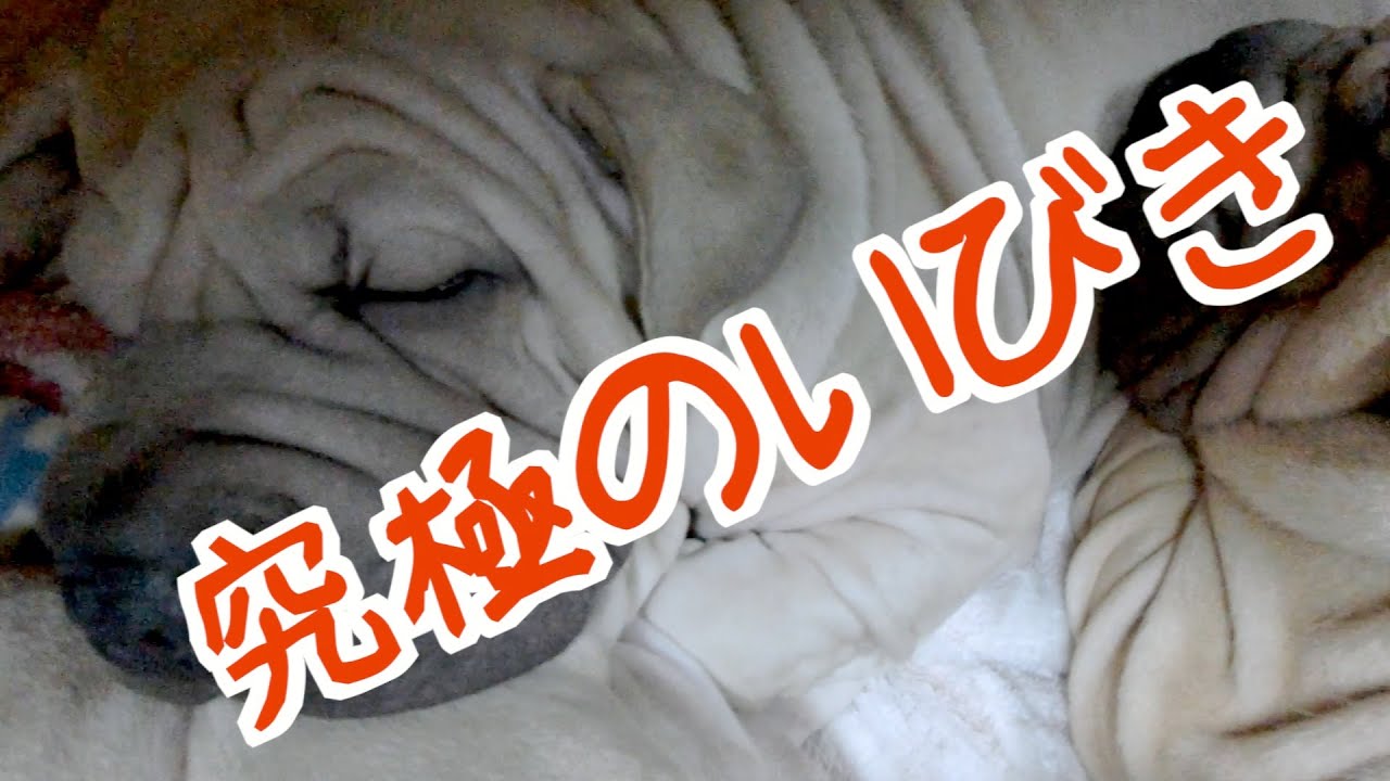 激レア犬 ブルペイのいびきが相当うるせぇww 101 Youtube