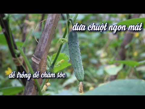 Video: Bệnh hại dưa chuột ngoài đồng ruộng