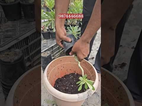 Adenium plant online