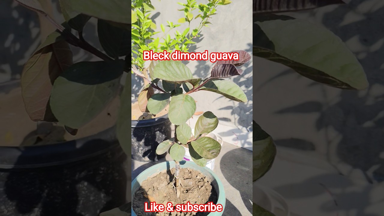 अपने प्लान्ट मे Grafting टेप हटा ने का सही तरीका और समय #gardeningtips #guava #trending #shorts