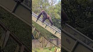 That's One Way To Use A Slide! #Gorilla #Play #Slide #Satisfying