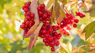 How to Make Highbush Cranberry Juice and Coulis