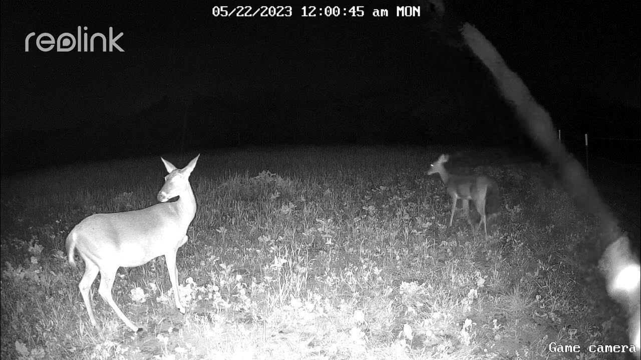 Food Plot Is Getting Hit YouTube food-plot-is-getting-hit-youtube