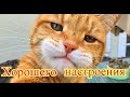 Смешное про животных|Приколы с котами| Видео про котов| Кошки|Позитив|Создай себе хорошее настроение