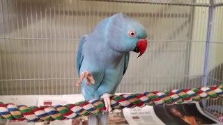 Indian ringneck parakeet Rio eats a peanut