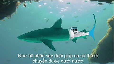 Cấu trúc Robot Cá trong bộ Robot Bionics Kit (STEM FESTO)