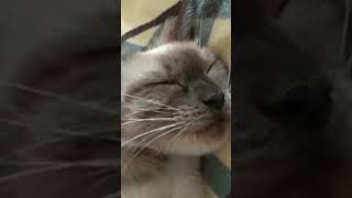 Cute kitty 🐈🐈 cute and funny cat #short