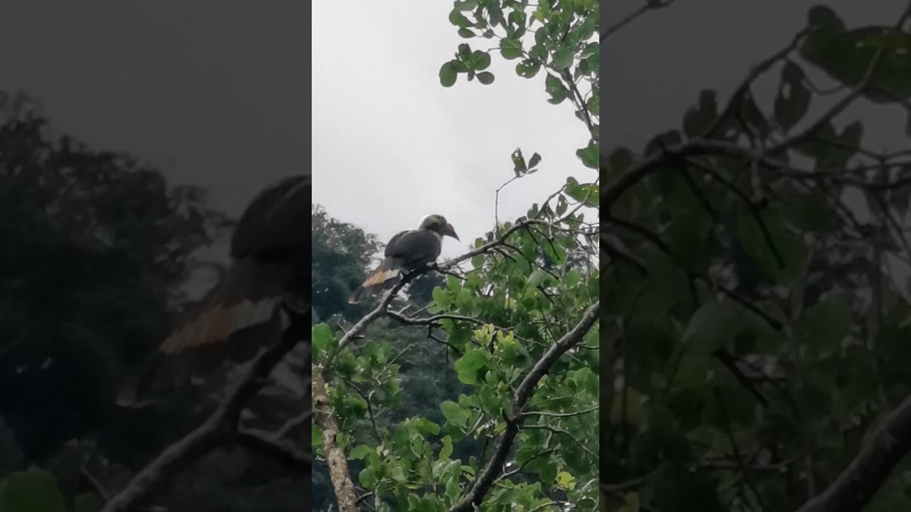 tarictic luzon hornbill 