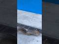 Squirrel Playing🐿️ #cruiselife