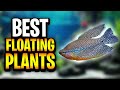 The Best Floating Plants For Your Planted Tank!