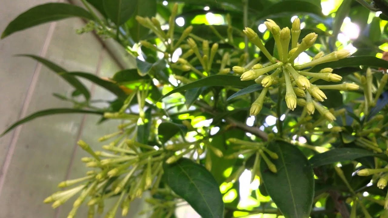 Dama de noche (Lady Of The Night) Cestrum Nocturnum - YouTube