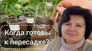 видео: Состояние черенков пеларгоний во время укоренения. картинка: Состояние черенков пеларгоний во время укоренения.