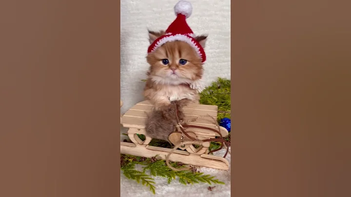 Video 4415981: golden shaded british longhair, british longhair black, cattery british