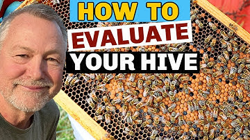 Beekeeping Inspection And How To Evaluate Your Honey Bees For Winter