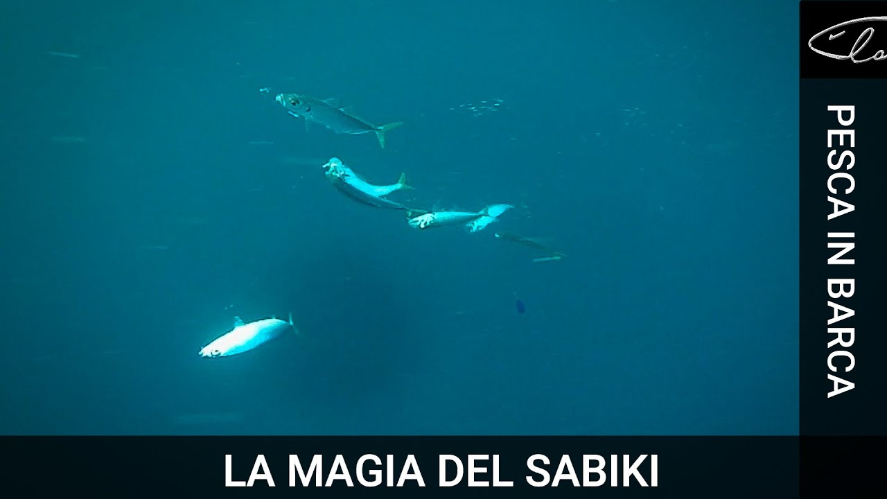 SABIKI AJI 6 AMI Misura Amo Misura 4 SABIKI AJI 6 AMI Misura Amo Misura 4
