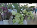 Lindas orquídeas exposição Corumbataí SP