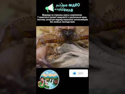 Медоед против скорпиона #shorts #nationalgeographic #snake #top #animals