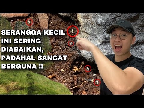 Video: Bagaimanakah pengurai adalah serangga?