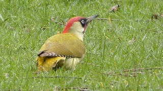 Groene Specht (green woodpecker)