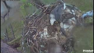 Rain. F23 has flown to the nest for a short visit  / 18:08 / 20240530 / SWFL