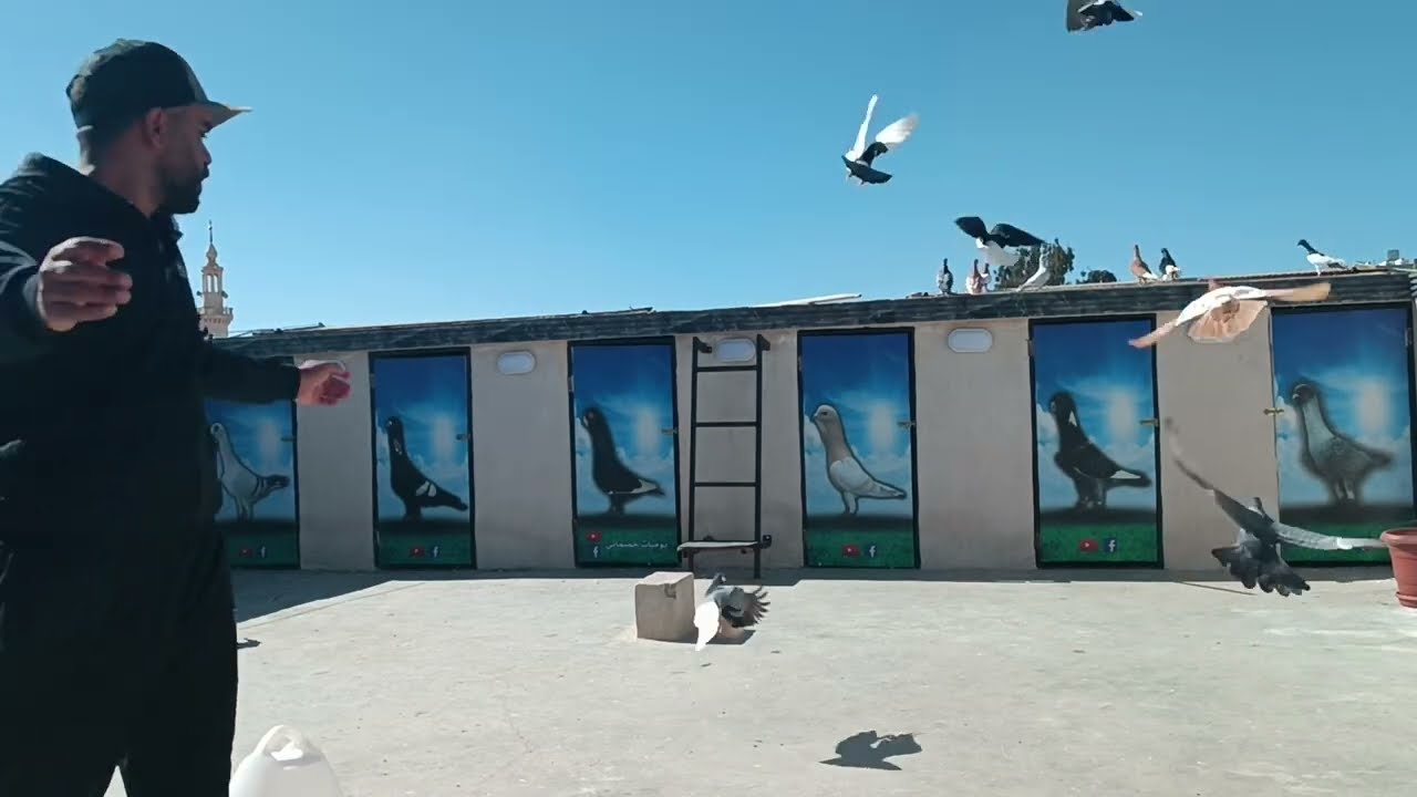 ضيعنا طيرين 😱