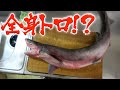 憎めない悪役顔のエドアブラザメを悪戦苦闘して捌いてみたら、全てトロでした！美味しいサメランキング１位！？