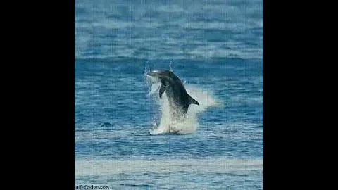 Дельфин выпрыгивает из воды / Dolphin jumps out of the water