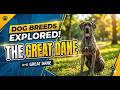Discover The Great Dane: The Gentle Giant of the Dog World