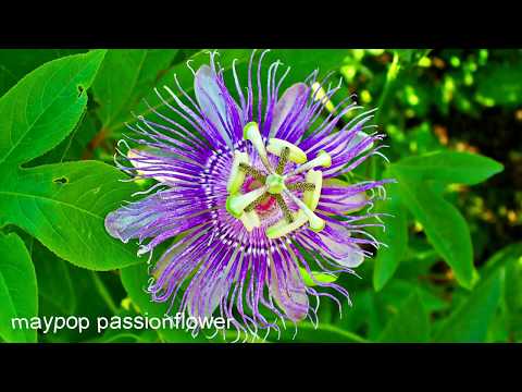 Video: Loài hoa đẹp nhất trên thế giới. Hoa bất thường trong tự nhiên