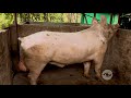 Líneas genéticas para la producción de carne - La Finca de Hoy