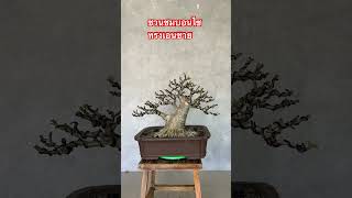 ชวนชมบอนไซ ทรงเอนชาย ไม้โครงสร้างสวยๆครับ บอนไซ bonsai ชวนชมบอนไซ adenium ชวนชม ราชินีกิ่งตอน