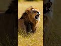 The King Roars: Majestic Lion in the Wild 🦁🔥 #nature #shorts #lion #wildlife