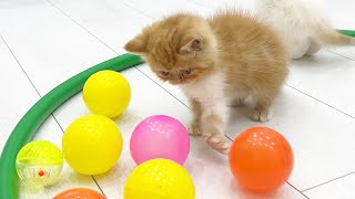Kittens have fun chasing balls by Funny Kittens Video 850 views 2 months ago 2 minutes, 28 seconds