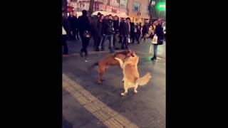 Köpekler Kavga Ediyor Kızılay Ankara Türkiye 🇹🇷 تقاتل الكلاب ☹️تركيا