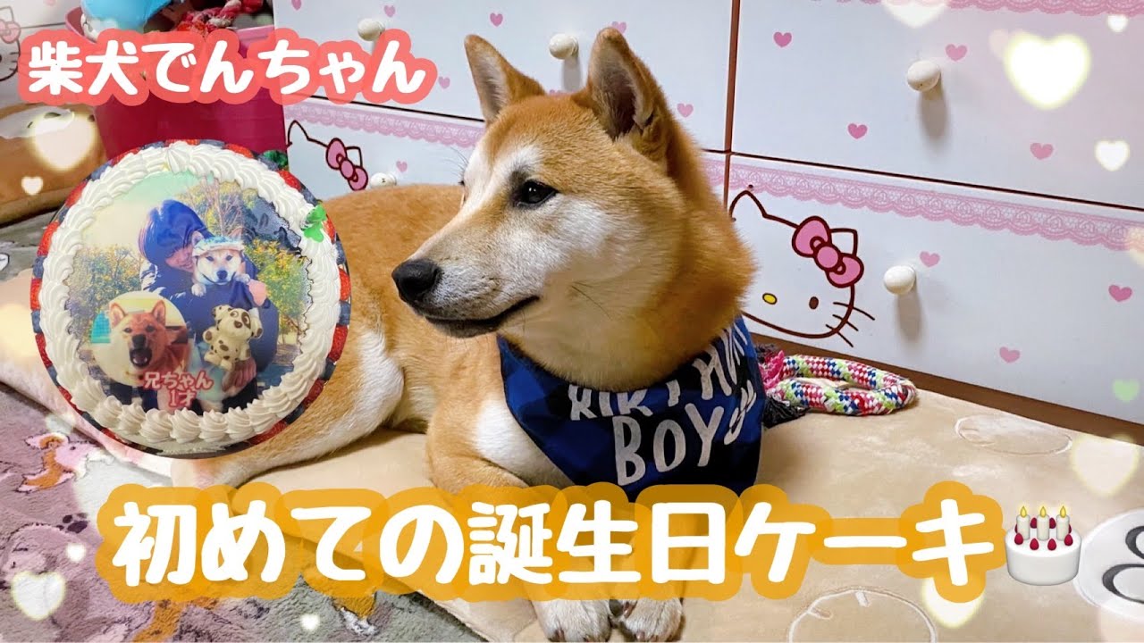 柴犬でんちゃん 初めてのお誕生日ケーキ Youtube